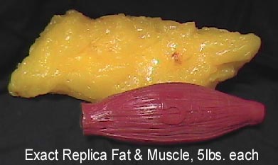 fat-v-muscle1.jpg