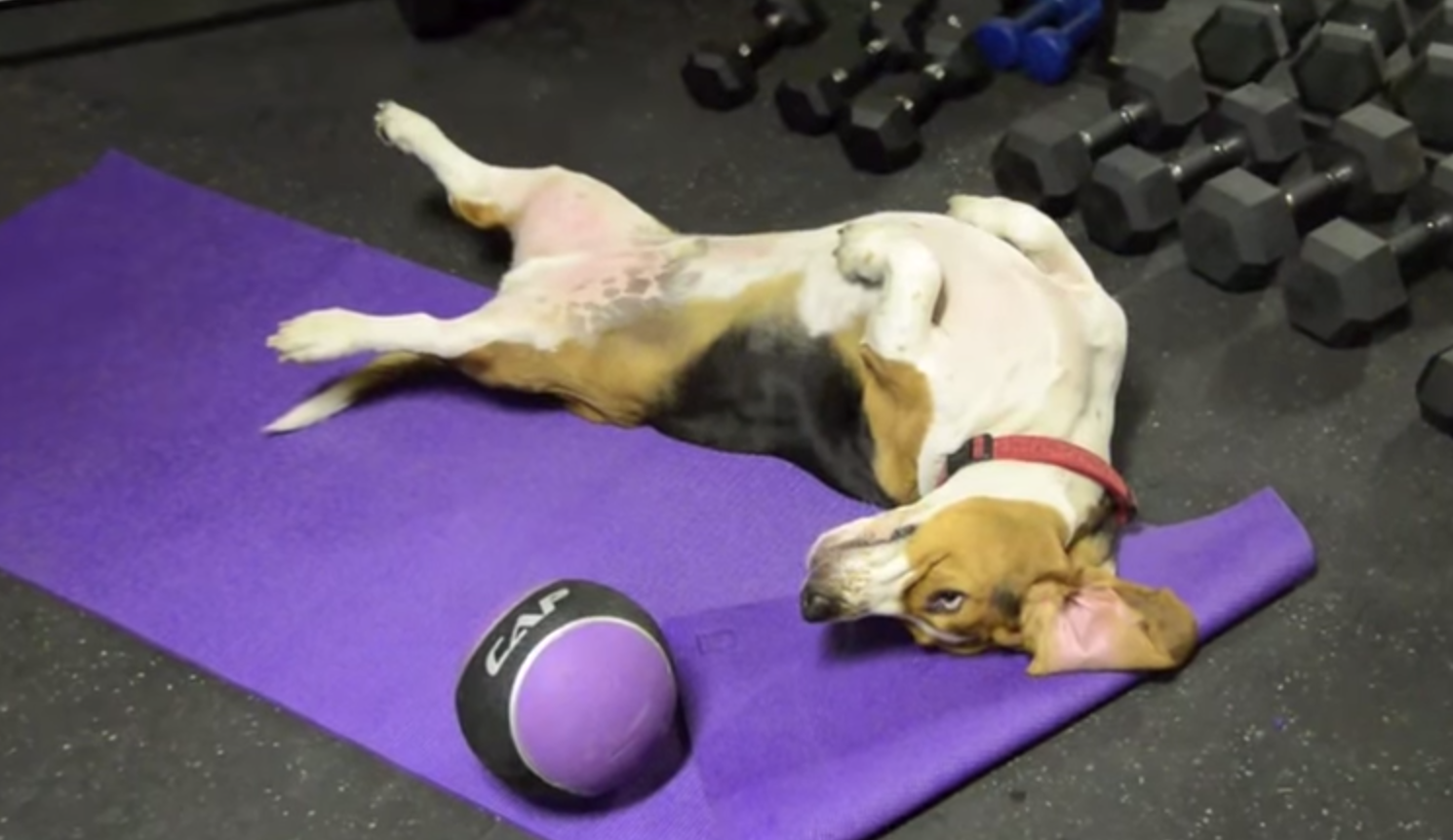 How to Workout With Your Dog Cari Shoemate
